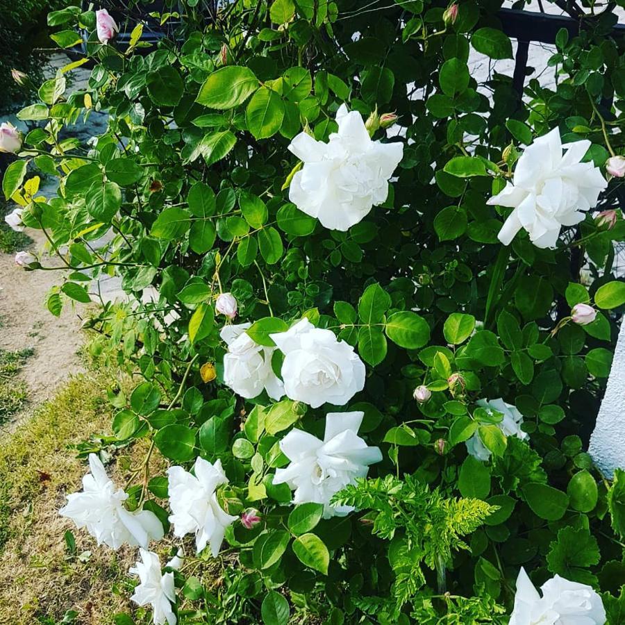 Limon Frühstückspension Foça